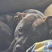 Yasuke is registered to the contest to win money with this photo: animal, bear, bed, blanket, bulldog, canine, couch, cushion, dog, furniture, homedecor, hound, labradorretriever, person, pet, pitbull, puppy, quilt, sleeping, snout