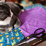 Cornwall is registered to the contest to win money with this photo: abyssinian, accessories, animal, applique, bag, cat, computer, electronics, furniture, handbag, laptop, manx, pattern, pc, pet, purple, quilt, scissors, shelf, table