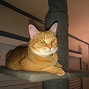 Lovey is registered to the contest to win money with this photo: cat, ginger_cat, indoor, cat_tree, carpeted, orange_fur, pet, feline, resting, window_blinds, collar, whiskers, ears, eyes, furniture, home, portrait, animal, domestic_cat, cozy