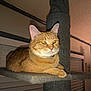 cat, ginger_cat, indoor, cat_tree, carpeted, orange_fur, pet, feline, resting, window_blinds, collar, whiskers, ears, eyes, furniture, home, portrait, animal, domestic_cat, cozy
