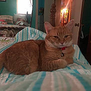 Lovey is registered to the contest to win money with this photo: bed, bedroom, blanket, cat, collar, cozy, door, furniture, home, indoor, lamp, mirror, orange_cat, person, pet, reflection, relaxed, striped_blanket, tabby, vintage