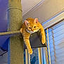 animal, bell, carpeted_platform, cat, cat_tree, collar, curious, domestic_cat, feline, furniture, house, indoor, lounging, orange_cat, paw, pet, relaxed, tabby_cat, wall, window_blinds