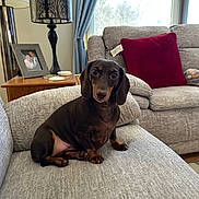 Hazel is registered to the contest to win money with this photo: dachshund, dog, pet, couch, living_room, lamp, pillow, window, curtains, side_table, photograph, cozy, indoor, furniture, brown_dog, seated, curious, canine, domestic_animal, home
