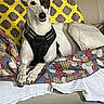 Lizzy joined the competition — help win amazing prizes! dog, white_dog, black_patch, couch, blanket, pillow, yellow_pillow, patterned_blanket, indoor, pet, relaxed, lying_down, canine, fur, animal, comfort, home, resting, domestic_animal, looking_at_camera