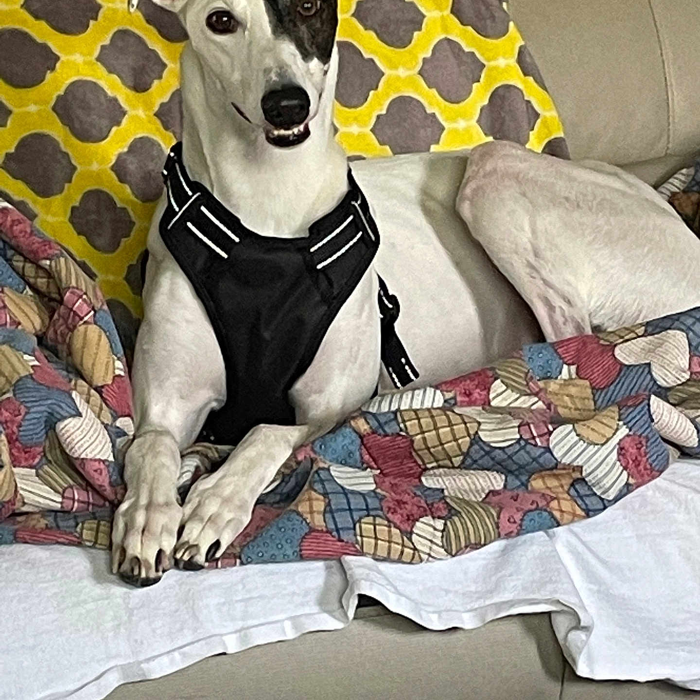 Lizzy joined the competition — help win amazing prizes! dog, white_dog, black_patch, couch, blanket, pillow, yellow_pillow, patterned_blanket, indoor, pet, relaxed, lying_down, canine, fur, animal, comfort, home, resting, domestic_animal, looking_at_camera