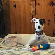 Lizzy joined the competition — help win amazing prizes! dog, pet, lying_down, toys, indoor, bed, collar, animal, canine, resting, wooden_cabinet, furniture, playful, cute, domestic, relaxed, patterned_bed, colorful_toy, black_patch, white_dog