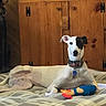 animal, bed, black_patch, canine, collar, colorful_toy, cute, dog, domestic, furniture, indoor, lying_down, patterned_bed, pet, playful, relaxed, resting, toys, white_dog, wooden_cabinet