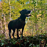 Kyra participe au concours pour gagner de l'argent avec cette photo : dog, black_dog, canine, pet, animal, outdoors, forest, woodland, trees, leaves, foliage, nature, moss, woodland_floor, harness, panting, standing, profile, sunlight, wilderness