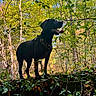 dog, black_dog, canine, pet, animal, outdoors, forest, woodland, trees, leaves, foliage, nature, moss, woodland_floor, harness, panting, standing, profile, sunlight, wilderness