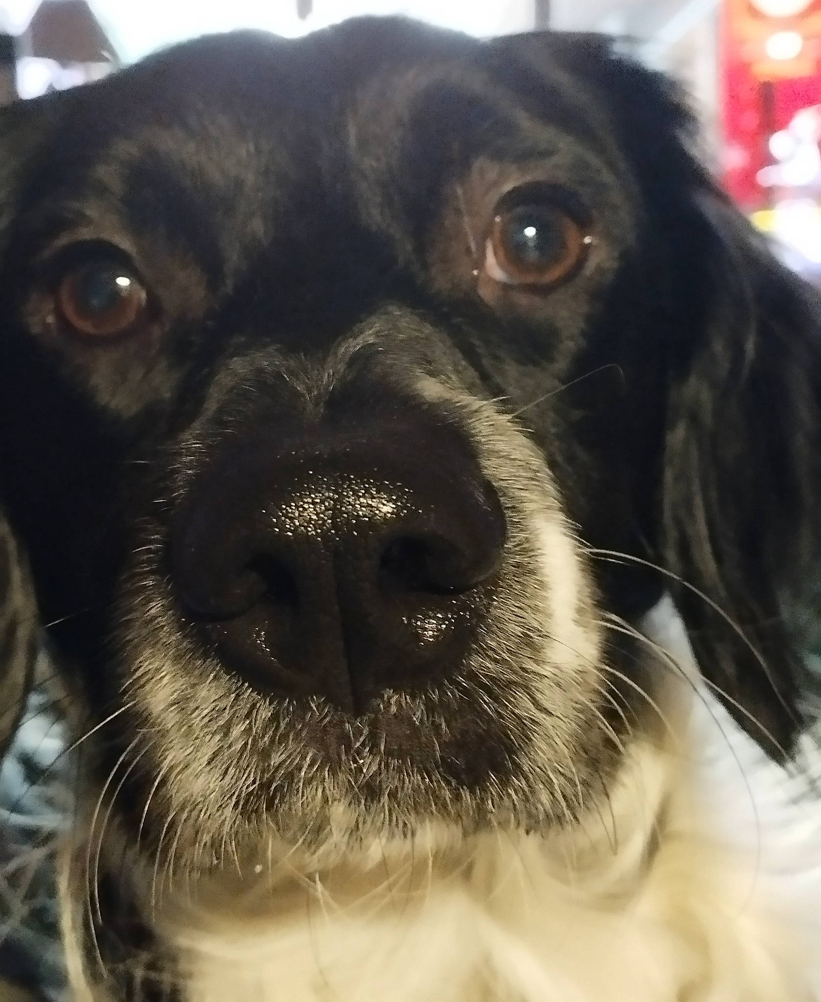 Raymond a rejoint le concours — aidez-le/la à gagner de superbes lots ! canidae, carnivore, close_up, collar, companion_dog, dog, dog_breed, dog_collar, eye, fawn, fur, gun_dog, liver, photography, snout, sporting_group, whiskers, working_animal, working_dog, wrinkle