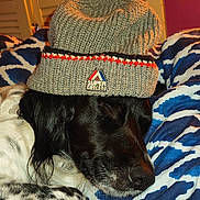 Raymond participe au concours pour gagner de l'argent avec cette photo : dog, sleeping, hat, knit_hat, black_and_white_dog, blanket, indoor, resting, cozy, close_up, animal, pet, fur, nose, ears, paw, texture, pattern, warm, relaxed