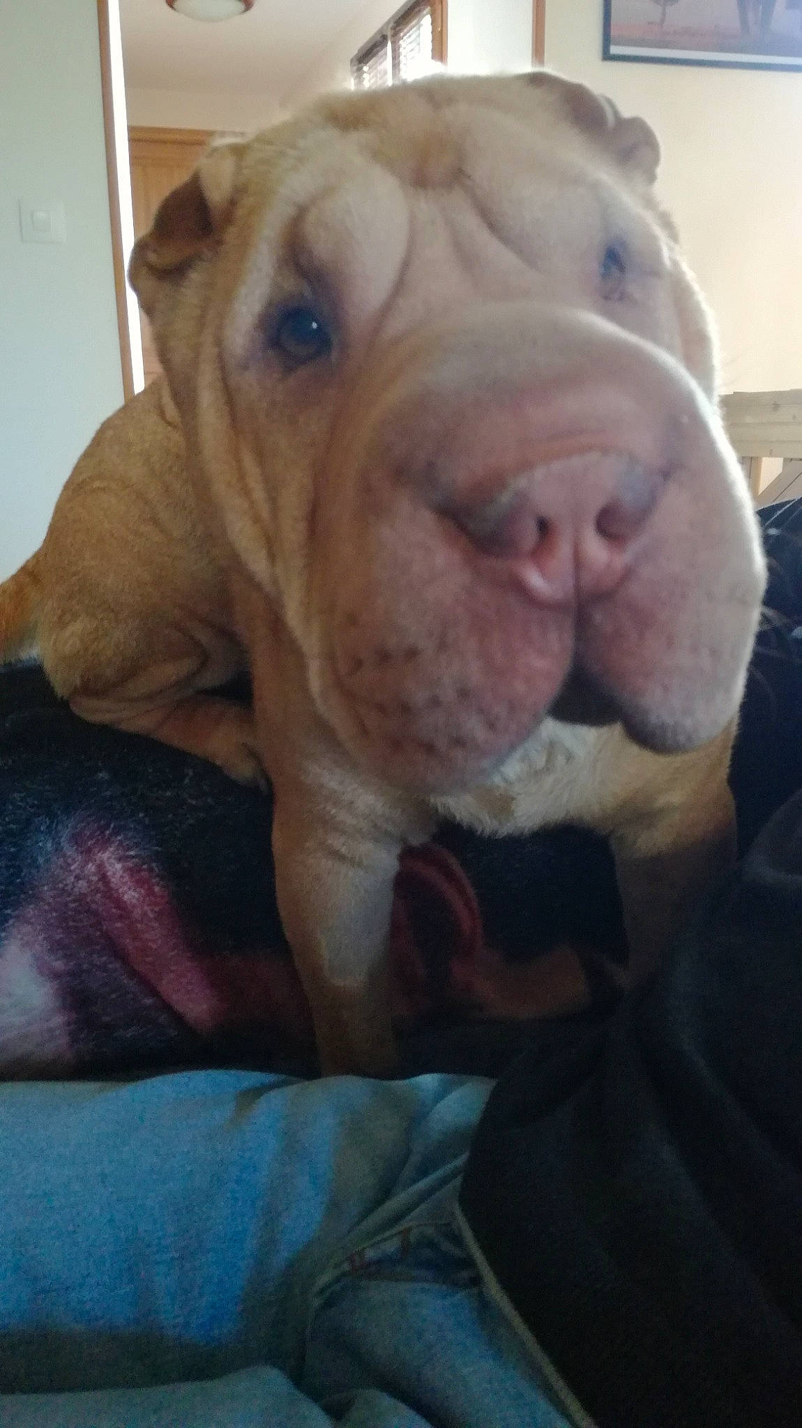 Prince a rejoint le concours — aidez-le/la à gagner de superbes lots ! bulldog, canidae, carnivore, comfort, companion_dog, dog, dog_breed, dogo_argentino, fawn, fur, liver, molosser, non_sporting_group, puppy_love, selfie, sporting_group, terrestrial_animal, whiskers, working_animal, wrinkle