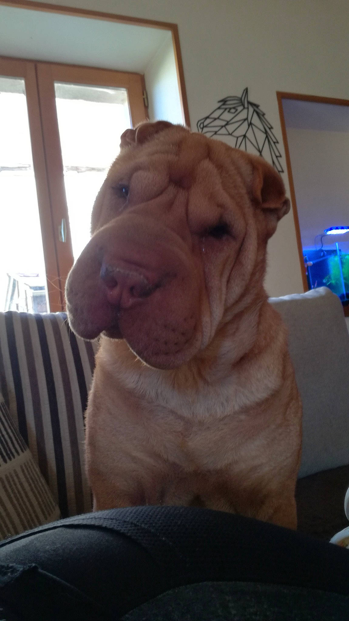 Prince a rejoint le concours — aidez-le/la à gagner de superbes lots ! art, artifact, canidae, carnivore, companion_dog, dog, dog_breed, fawn, flooring, jaw, sculpture, snout, sporting_group, statue, suidae, whiskers, window, wood, working_animal, wrinkle