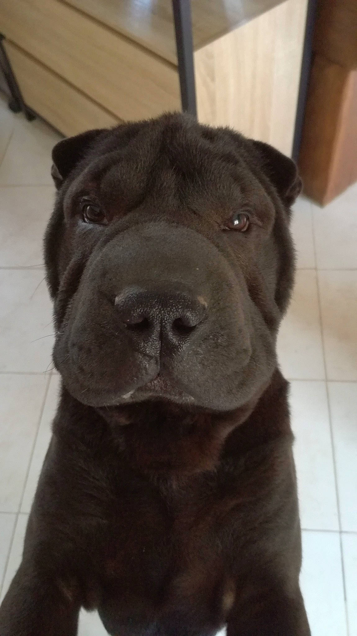 Pablo a rejoint le concours — aidez-le/la à gagner de superbes lots ! ancient_dog_breeds, borador, canidae, carnivore, companion_dog, dog, dog_breed, fawn, flooring, fur, hardwood, liver, monochrome_photography, non_sporting_group, snout, sporting_group, terrestrial_animal, whiskers, working_animal, working_dog