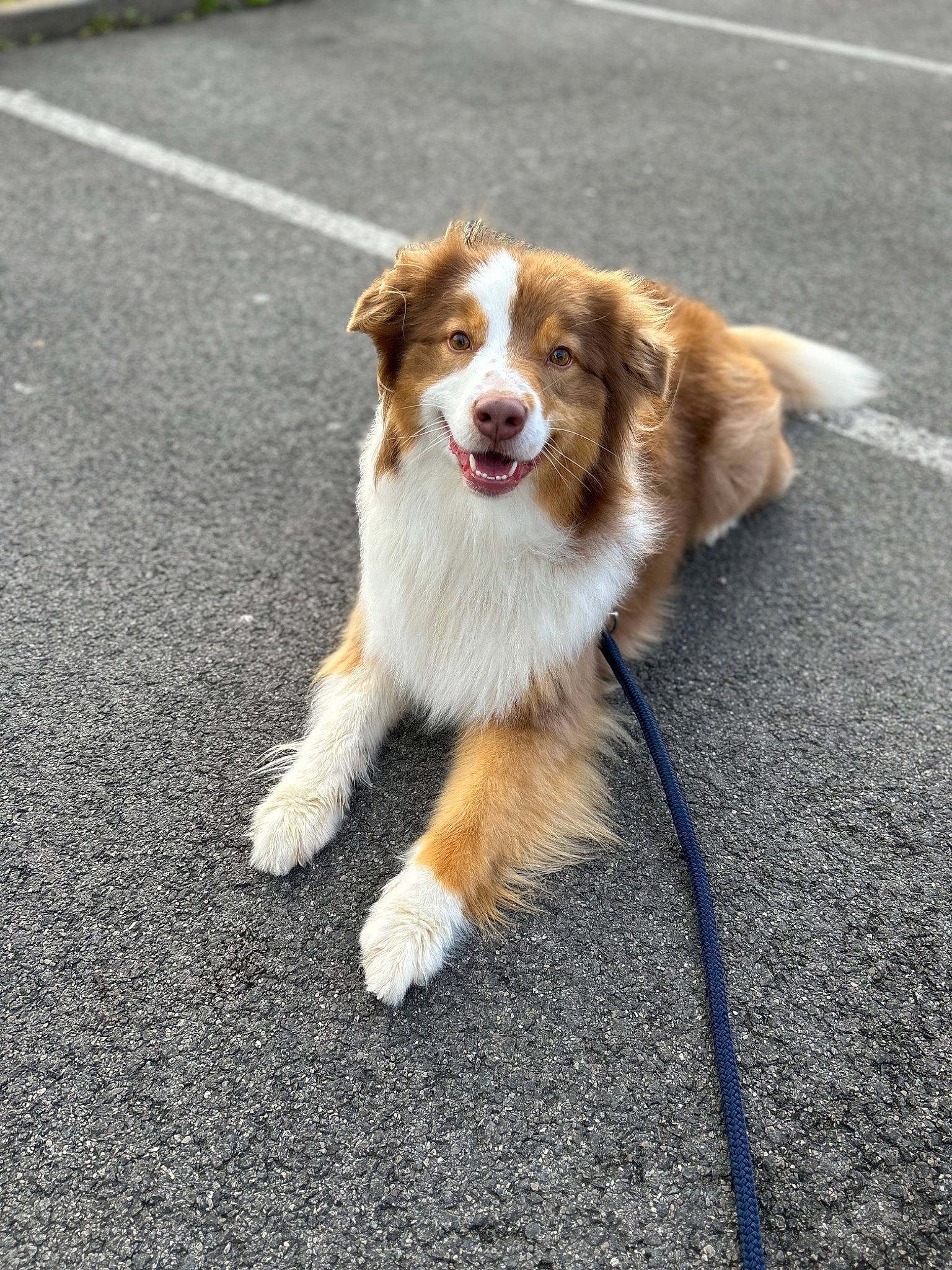 Rio participe au concours pour gagner de l'argent avec cette photo : asphalt, canidae, carnivore, companion_dog, dog, dog_breed, fur, paw, road, road_surface, shadow, sidewalk, snout, sporting_group, street, tail, whiskers, working_dog