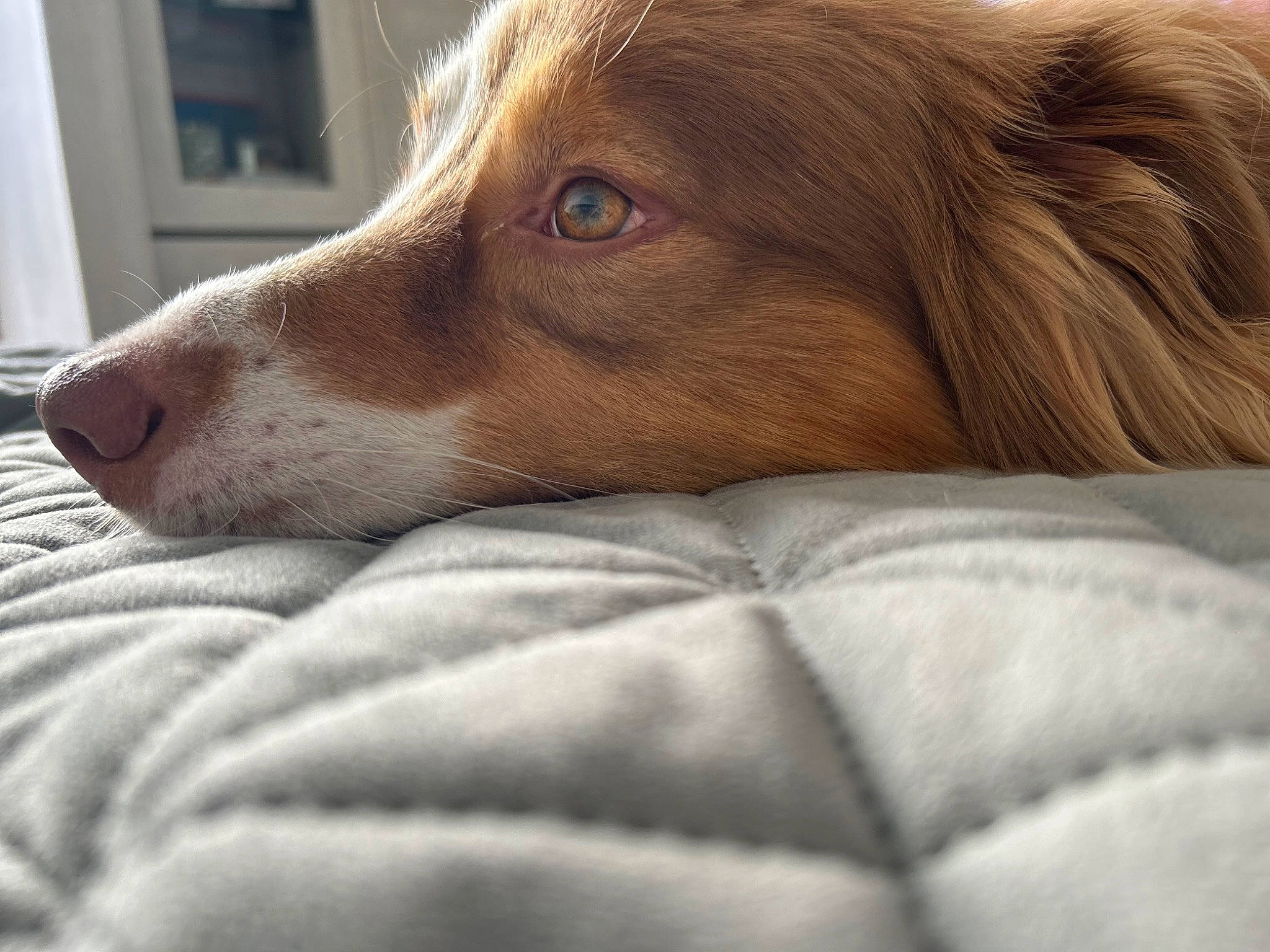 Rio participe au concours pour gagner de l'argent avec cette photo : canidae, carnivore, comfort, companion_dog, dog, dog_breed, fawn, fur, liver, snout, sporting_group, terrestrial_animal, whiskers, wood, working_animal