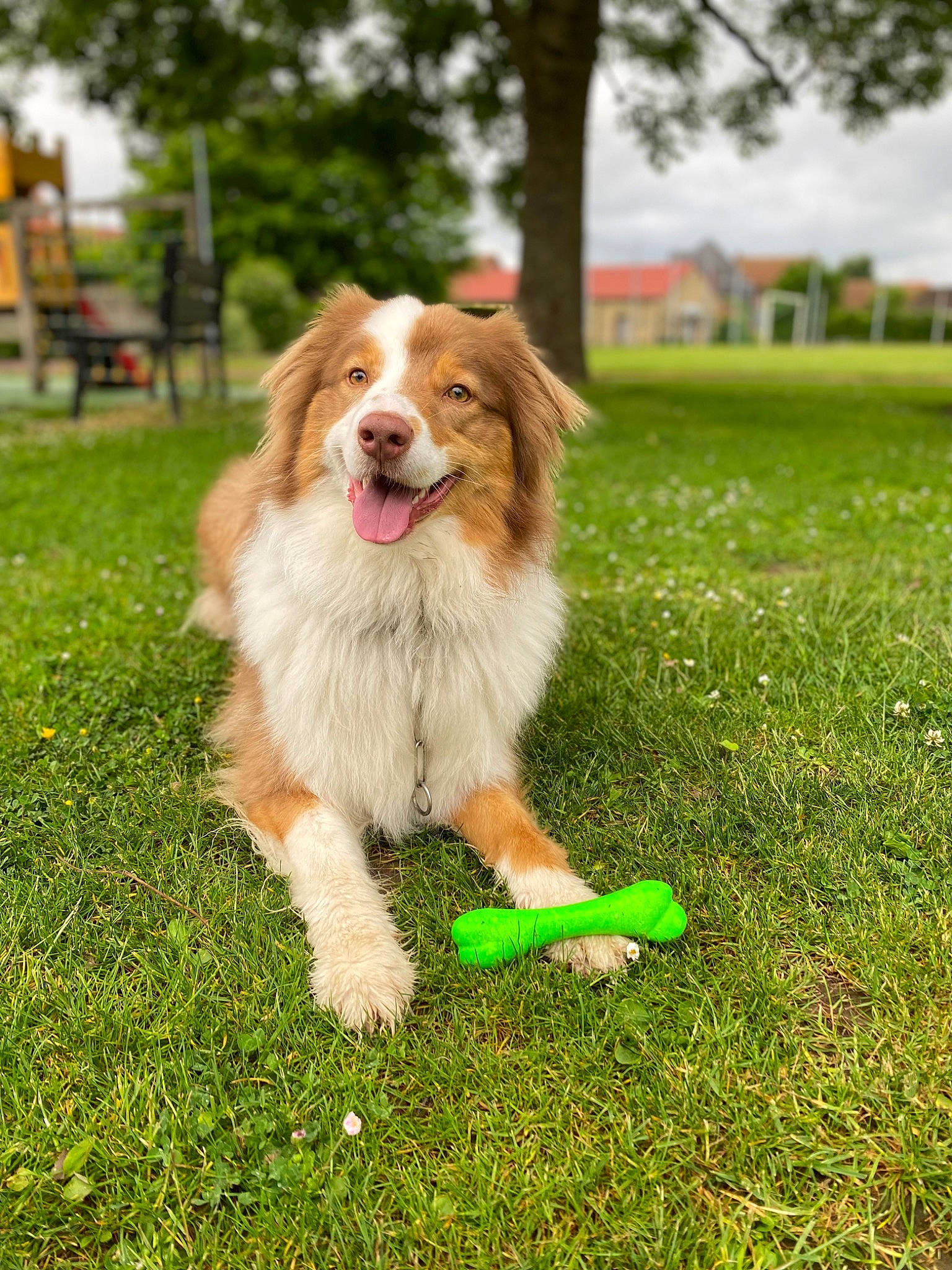 Rio a rejoint le concours — aidez-le/la à gagner de superbes lots ! border_collie, canidae, carnivore, companion_dog, dog, dog_breed, grass, herding_dog, plant, snout, sporting_group, tree, working_dog