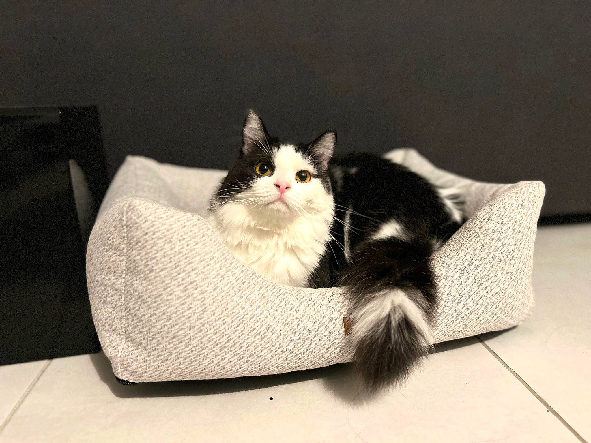 Shannel a rejoint le concours — aidez-le/la à gagner de superbes lots ! art, box, carnivore, cat, comfort, domestic_short_haired_cat, felidae, flooring, fur, grey, hardwood, monochrome, monochrome_photography, paw, room, sitting, small_to_medium_sized_cats, tail, tree, whiskers