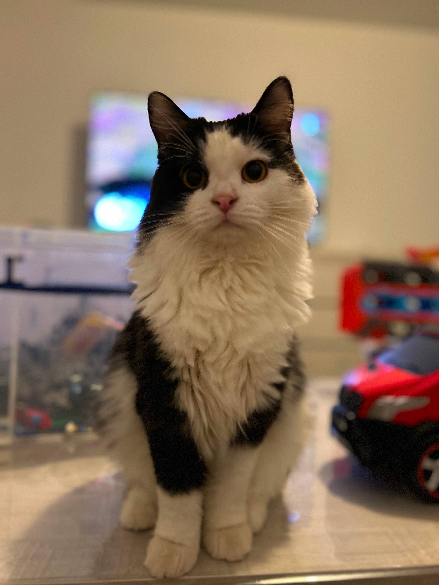 Shannel participe au concours pour gagner de l'argent avec cette photo : carnivore, cat, domestic_short_haired_cat, electric_blue, felidae, fur, iris, paw, small_to_medium_sized_cats, snout, tail, tire, toy, toy_vehicle, wheel, whiskers