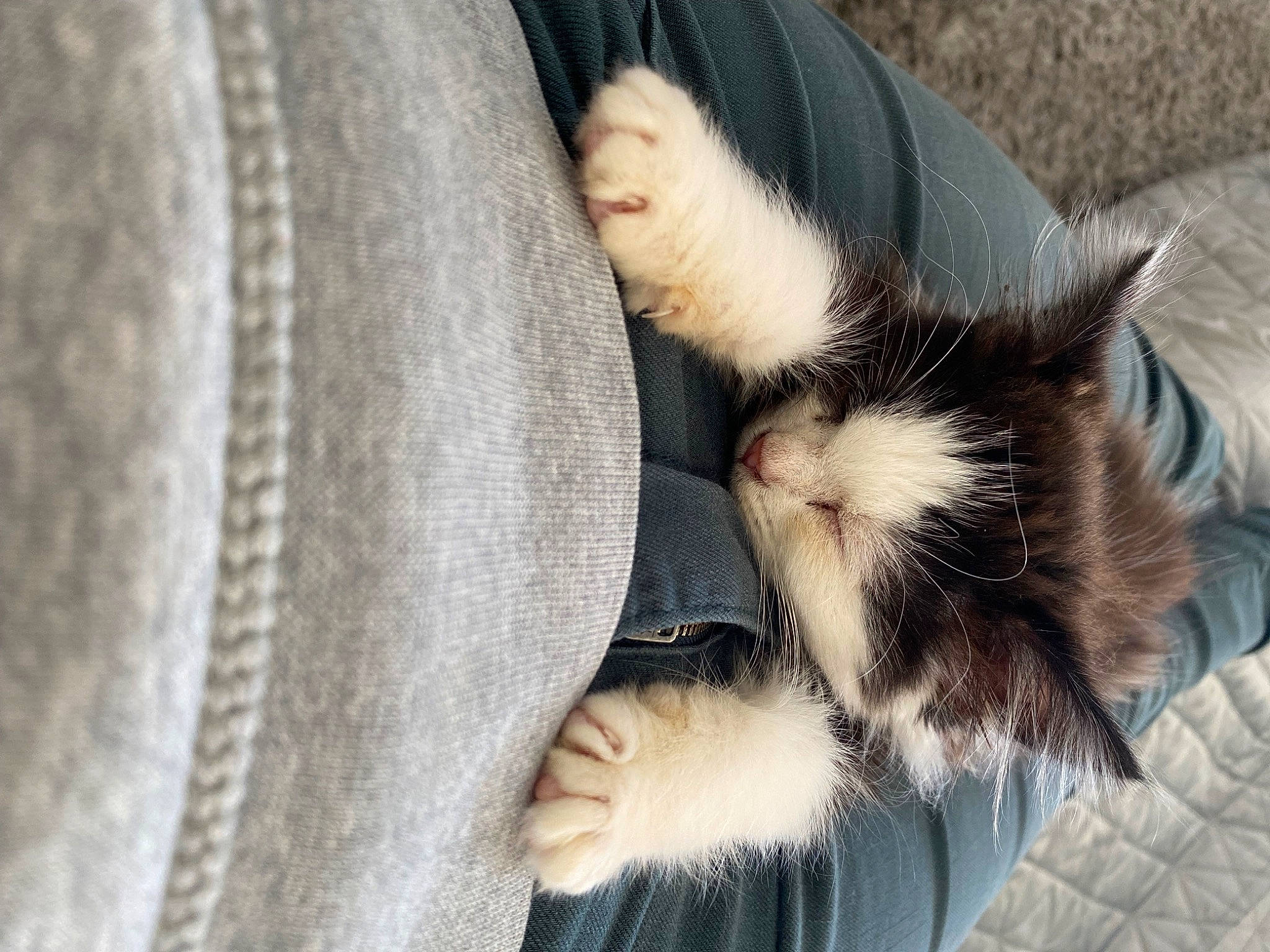 Shannel participe au concours pour gagner de l'argent avec cette photo : automotive_tire, cat, claw, close_up, comfort, domestic_short_haired_cat, dress_shirt, fashion_accessory, felidae, foot, formal_wear, fur, paw, sitting, small_to_medium_sized_cats, suit, sunglasses, tail, whiskers