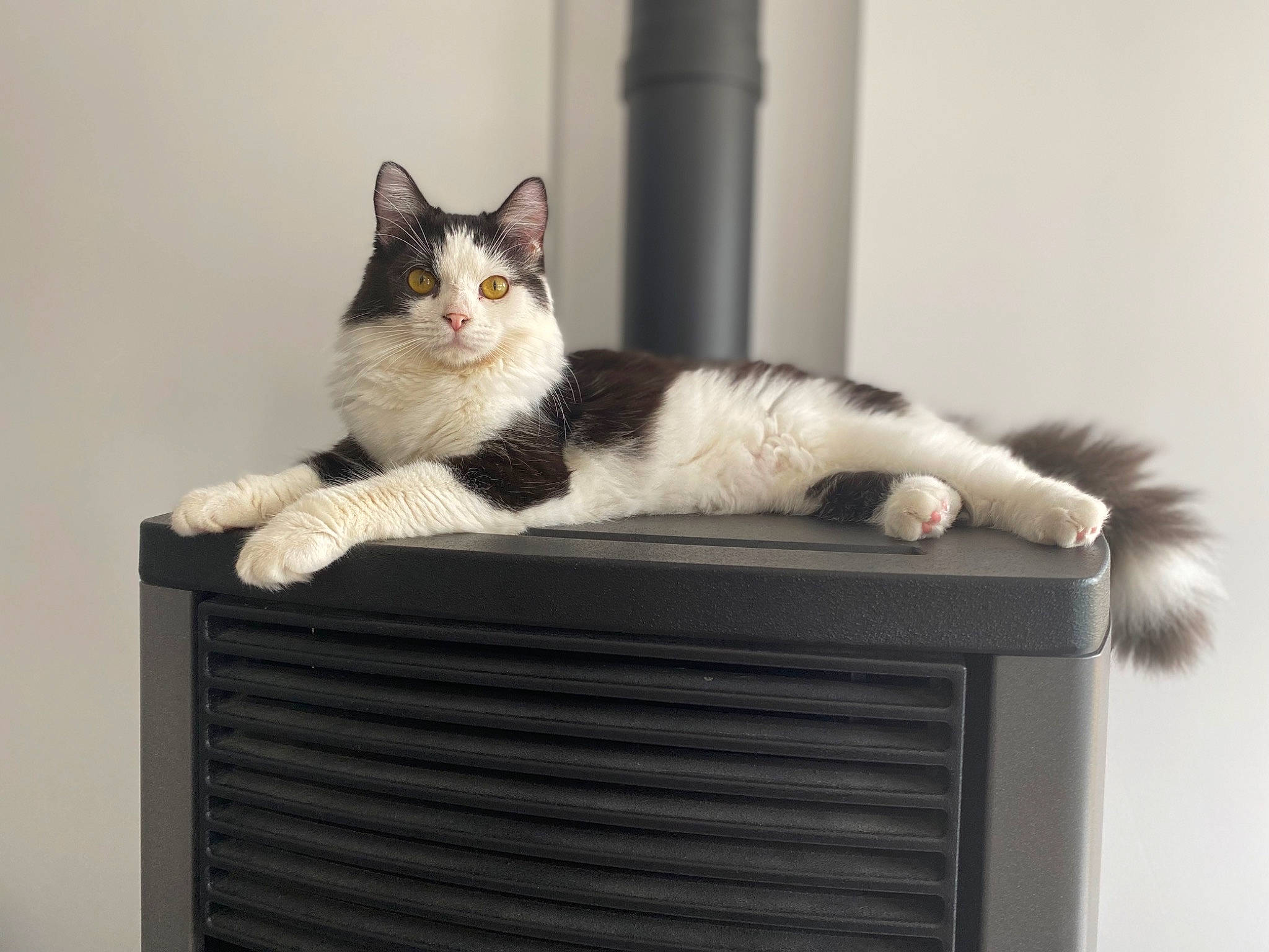 Shannel participe au concours pour gagner de l'argent avec cette photo : carnivore, cat, cat_furniture, cat_supply, comfort, domestic_short_haired_cat, felidae, fur, gas, grey, home_appliance, paw, pet_supply, rectangle, sitting, small_to_medium_sized_cats, snout, tail, whiskers, wood