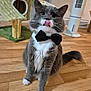 animal, bow_tie, cat, cat_tree, closeup, cute, domestic_animal, fan, feline, fluffy_tail, gray_cat, household, indoor, licking_nose, pet, playful, sitting, whiskers, white_fur, wooden_floor