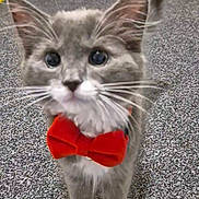 Mittens joined the competition — help win amazing prizes! cat, kitten, gray_cat, white_paws, red_bow_tie, carpet, indoor, pet, cute, feline, whiskers, curious, animal, small, domestic, floor, ears, tail, young_cat, household