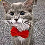 cat, kitten, gray_cat, white_paws, red_bow_tie, carpet, indoor, pet, cute, feline, whiskers, curious, animal, small, domestic, floor, ears, tail, young_cat, household