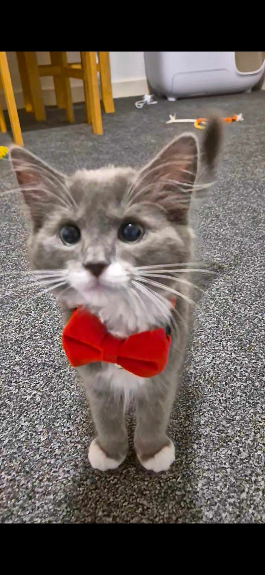 Mittens