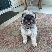 Lena joined the competition — help win amazing prizes! dog, curly_fur, outdoor, porch, rocking_chair, rug, happy, panting, pet, animal, smiling, fur, collar, home, floor, door, wood, relaxed, sitting, cute
