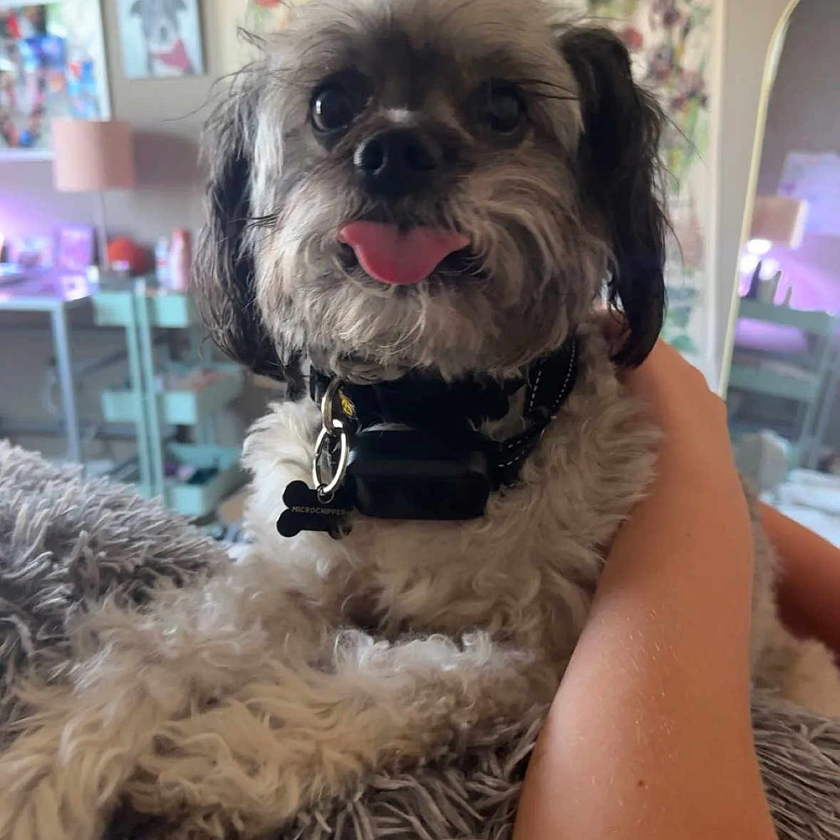 Lena is registered to the contest to win money with this photo: animal, arm, close_up, collar, cozy, cute, decor, dog, fluffy, furniture, happy, home, indoor, lamp, mirror, person, pet, portrait, tongue_out, wall_art