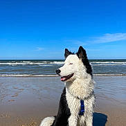 Vaïko a rejoint le concours — aidez-le/la à gagner de superbes lots ! dog, beach, seaside, ocean, sand, shoreline, waves, blue_sky, sunlight, wet_fur, black_and_white, sitting, harness, tail, animal, outdoors, coastal, portrait, shadow, nature