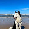 animal, beach, black_and_white, blue_sky, coastal, dog, harness, nature, ocean, outdoors, portrait, sand, seaside, shadow, shoreline, sitting, sunlight, tail, waves, wet_fur