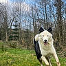 action_photo, black_and_white, border_collie, dog, field, fluffy, forest, grass, happy, jumping, long_hair, nature, open_mouth, outdoors, playful, pointed_ears, running, trees, winter, woodland