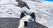 Vaïko a rejoint le concours — aidez-le/la à gagner de superbes lots ! dog, fluffy_dog, white_dog, black_and_white, mountain, snow, glacier, ice, volcanic_landscape, gravel, outdoor, adventure, travel, nature, blue_sky, winter, hiking, harness, sitting, portrait