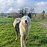 Vaïko a rejoint le concours — aidez-le/la à gagner de superbes lots ! dog, canine, fluffy, white_fur, black_fur, happy, smiling, tongue_out, standing, outdoor, meadow, grass, countryside, landscape, path, trees, hills, cloudy_sky, daylight, portrait