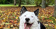 Vaïko a rejoint le concours — aidez-le/la à gagner de superbes lots ! autumn, black_and_white, dog, fall, fallen_leaves, fluffy, forest, grass, happy, leash, nature, outdoor, park, pet, portrait, sitting, smiling, tongue_out, trees, white_dog