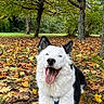 Vaïko a rejoint le concours — aidez-le/la à gagner de superbes lots ! dog, white_dog, black_and_white, fluffy, happy, smiling, tongue_out, outdoor, autumn, fall, fallen_leaves, forest, park, trees, nature, grass, portrait, pet, sitting, leash