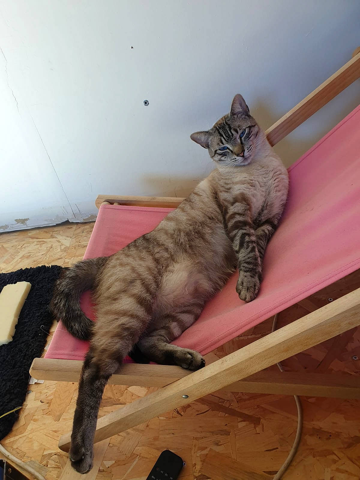 Middle participe au concours pour gagner de l'argent avec cette photo : carnivore, cat, comfort, domestic_short_haired_cat, fawn, felidae, flooring, foot, fur, hardwood, human_leg, metal, paw, sitting, small_to_medium_sized_cats, snout, tail, terrestrial_animal, whiskers, wood