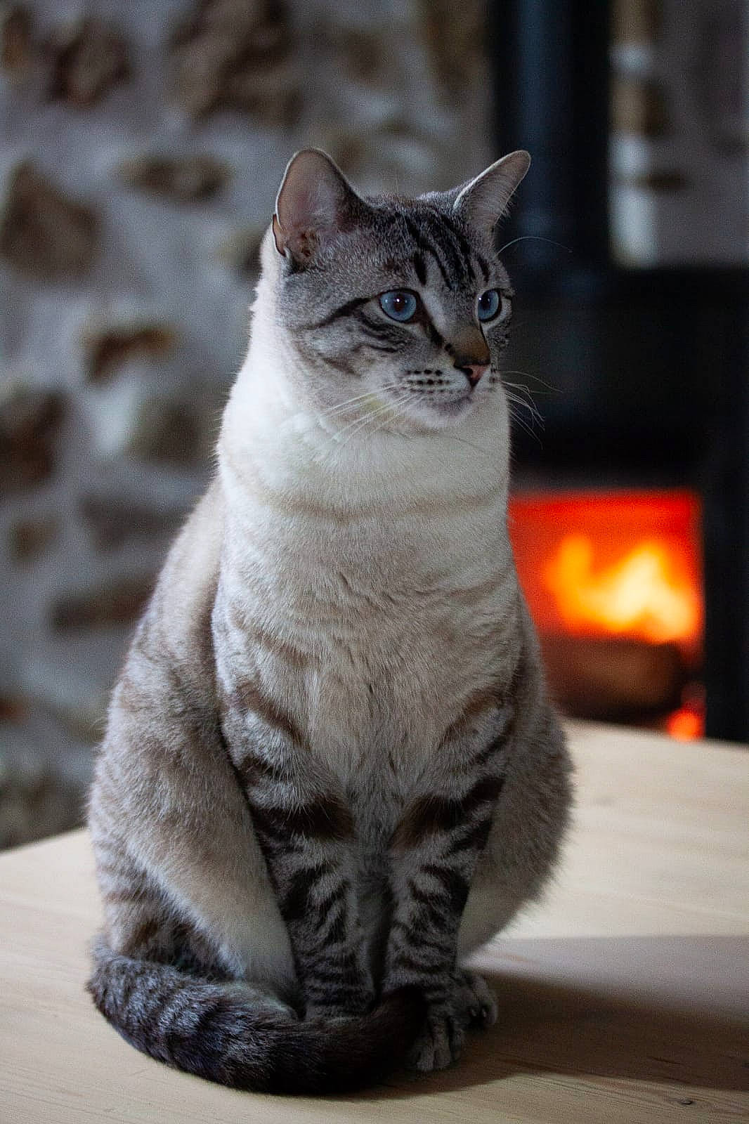 Middle a rejoint le concours — aidez-le/la à gagner de superbes lots ! carnivore, cat, domestic_short_haired_cat, eye, felidae, freezing, fur, grey, paw, sitting, small_to_medium_sized_cats, snout, tail, terrestrial_animal, whiskers, wildlife, window, winter