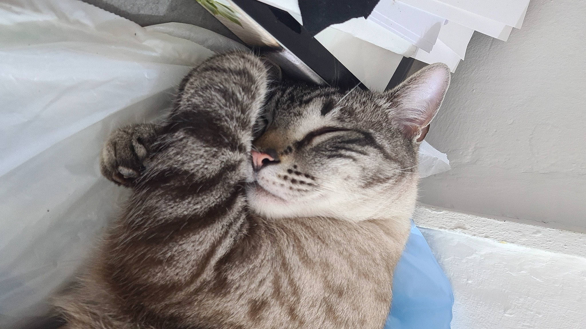 Middle participe au concours pour gagner de l'argent avec cette photo : bed, bedding, carnivore, cat, cat_bed, claw, comfort, couch, domestic_short_haired_cat, felidae, fur, grey, linens, metal, nap, paw, sleep, small_to_medium_sized_cats, tail, whiskers