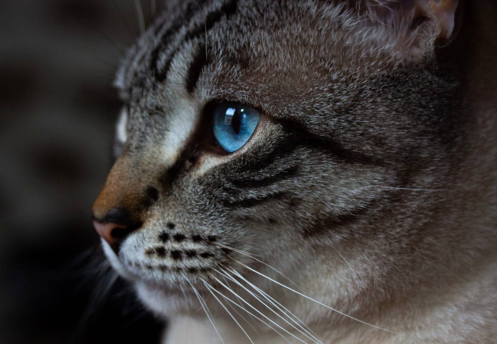 Middle a rejoint le concours — aidez-le/la à gagner de superbes lots ! carnivore, cat, domestic_short_haired_cat, felidae, fur, grey, head, russian_blue, small_to_medium_sized_cats, snout, terrestrial_animal, whiskers, wildlife