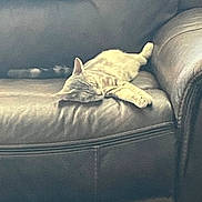 Cleo is registered to the contest to win money with this photo: animal, calm, cat, comfort, cozy, cute, domestic, feline, fur, home, indoor, laid_back, lazy, leather_couch, pet, quiet, relaxation, resting, sleeping, soft_light