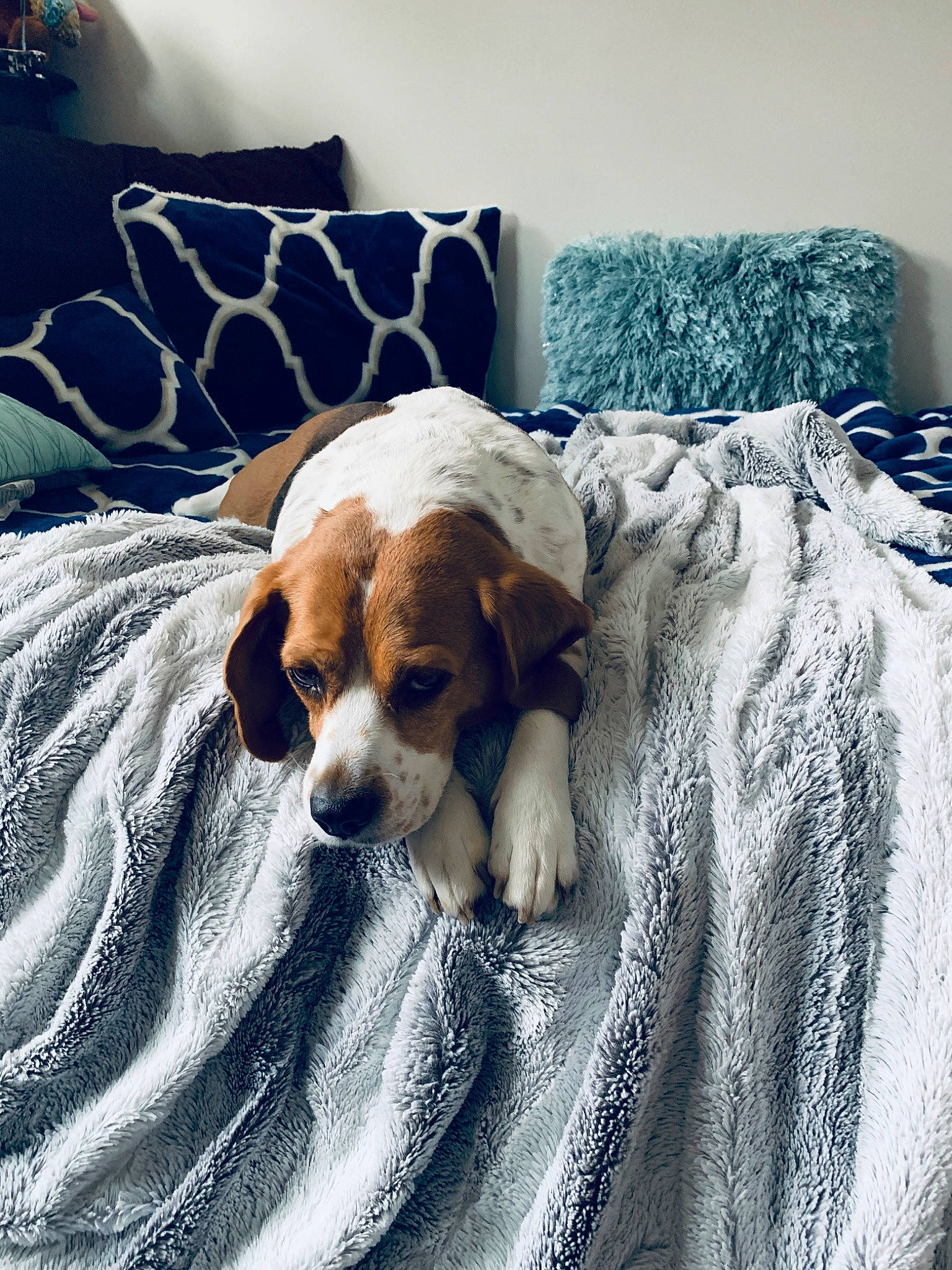 Camila joined the competition — help win amazing prizes! beagle, beaglier, canidae, carnivore, cavalier_king_charles_spaniel, companion_dog, dog, dog_breed, harrier, king_charles_spaniel, kooikerhondje, mammal, puppy, puppy_love, snout, sporting_group, vertebrate