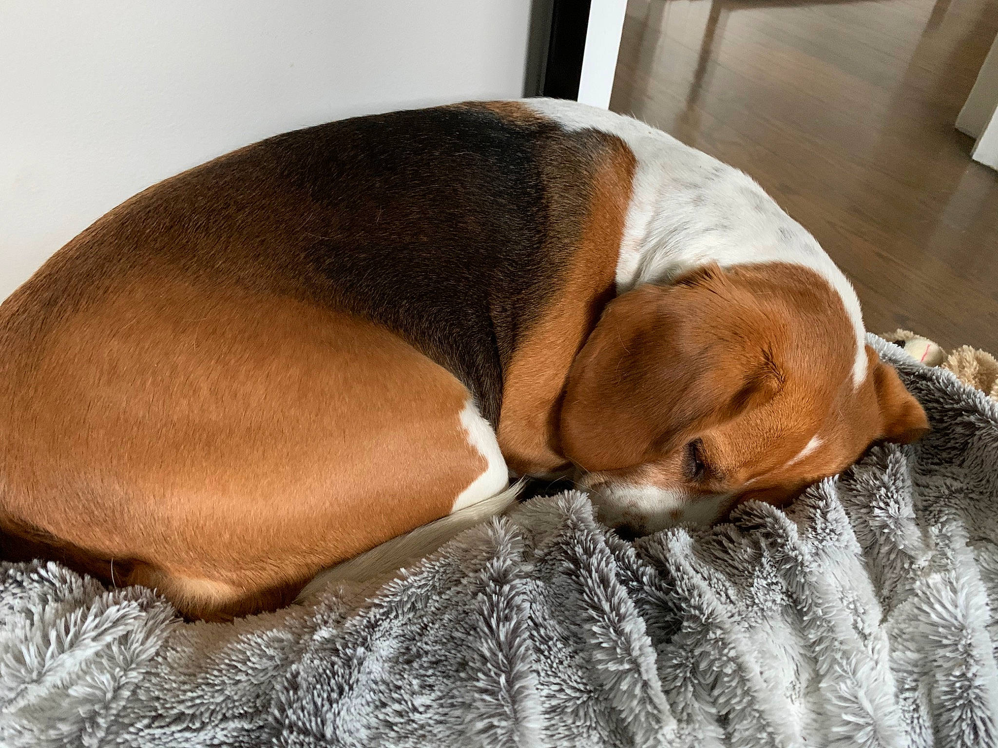 Camila is registered to the contest to win money with this photo: basset_artesien_normand, beagle, canidae, carnivore, comfort, companion_dog, dog, dog_breed, ear, fawn, finnish_hound, harrier, hound, mammal, nap, pocket_beagle, puppy, puppy_love, snout, sporting_group