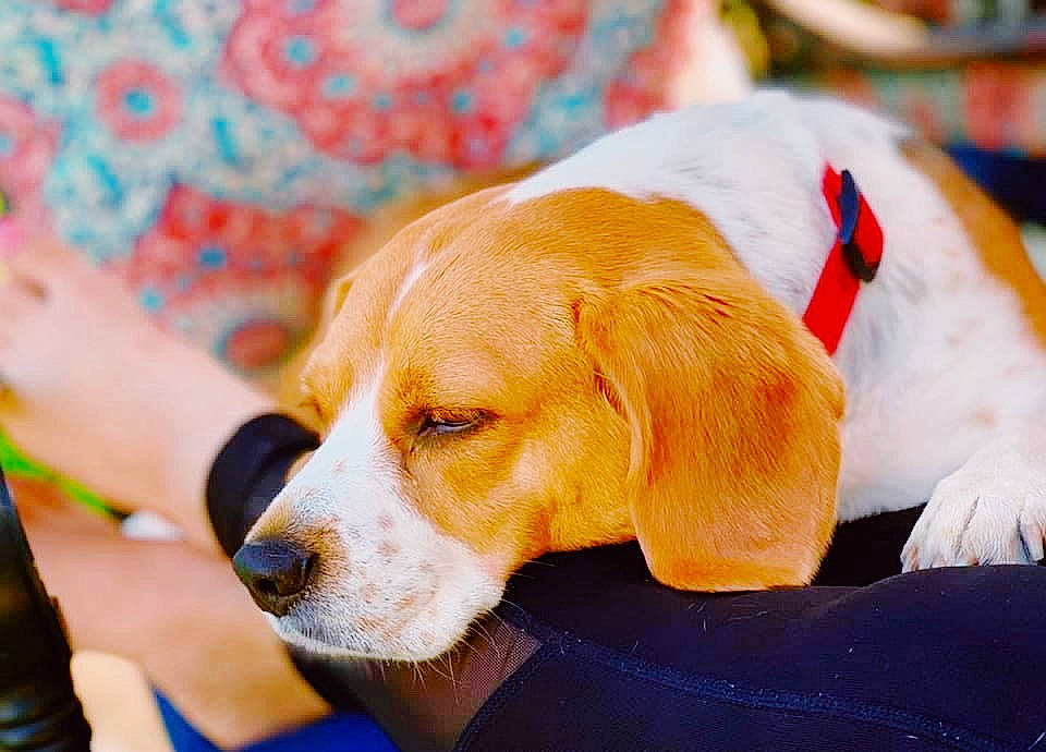 Camila is registered to the contest to win money with this photo: american_foxhound, beagle, beagle_harrier, canidae, carnivore, companion_dog, dog, dog_breed, drever, english_foxhound, fawn, harrier, hound, mammal, pocket_beagle, puppy, rare_breed_dog, snout, sporting_group, vertebrate