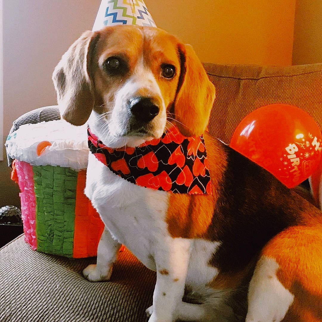 Camila is registered to the contest to win money with this photo: american_foxhound, beagle, beagle_harrier, beaglier, canidae, carnivore, companion_dog, dog, dog_breed, english_foxhound, estonian_hound, finnish_hound, harrier, hound, mammal, pocket_beagle, rare_breed_dog, snout, treeing_walker_coonhound, vertebrate