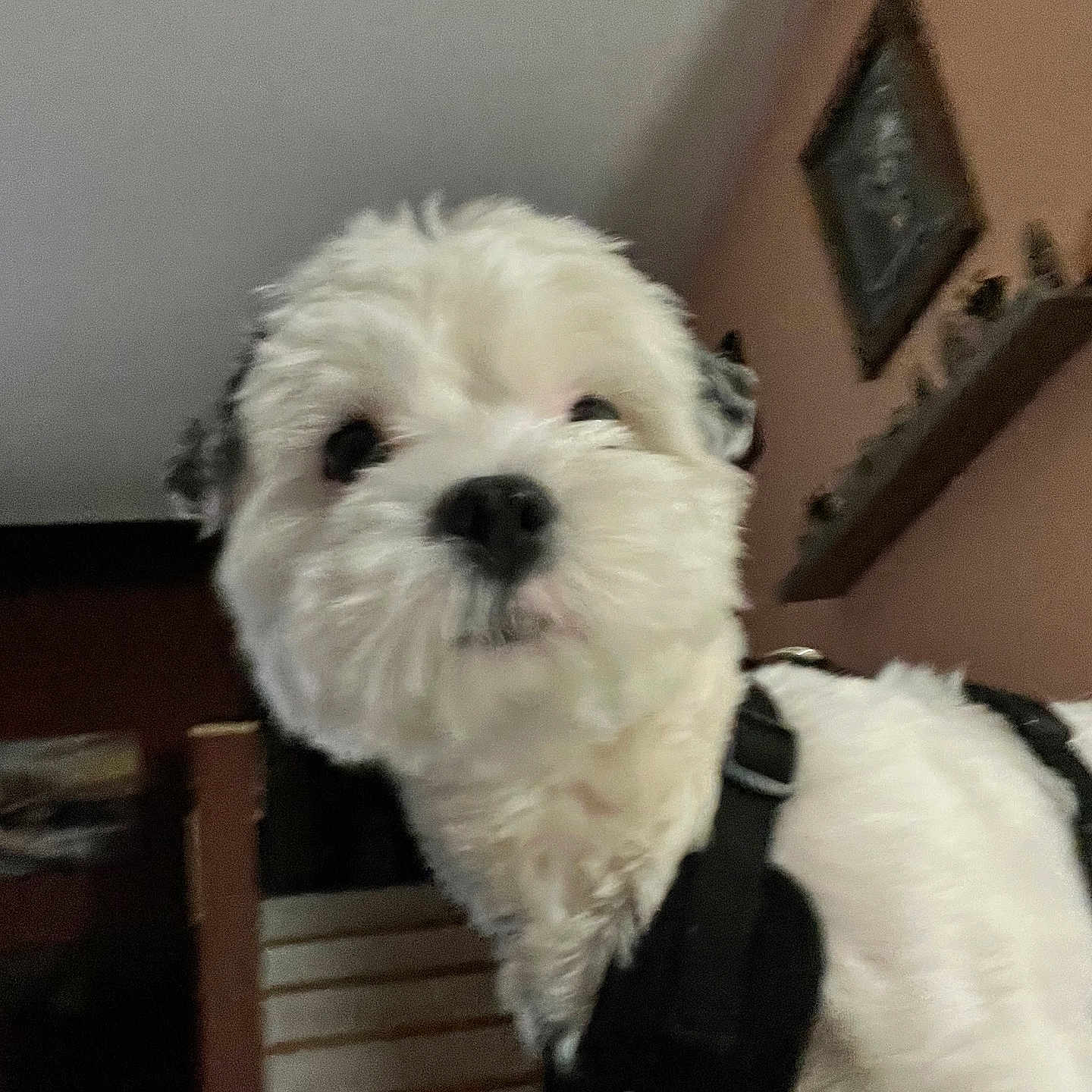 Bella is registered to the contest to win money with this photo: animal, architecture, building, canine, dog, face, furniture, head, indoors, livingroom, person, pet, photography, plant, poodle, portrait, pottedplant, puppy, terrier, whitedog