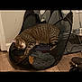 cat, tabby, sleeping, laundry_basket, clothes, indoor, floor, home, pet, sleep, relaxed, mesh, basket, striped, fur, animal, domestic, cozy, quiet, resting