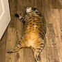 cat, tabby, lying_down, floor, wood_floor, relaxed, pet, indoor, animal, feline, sleeping, striped, belly_up, cute, domestic_cat, resting, whiskers, tail, paws, fur